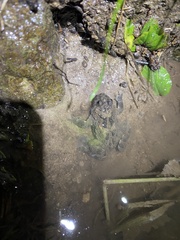 Bombina variegata