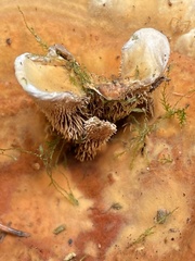 Hydnellum aurantiacum