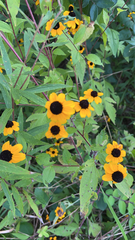 Rudbeckia triloba
