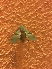 Proserpinus terlooii