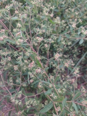 Euphorbia nutans