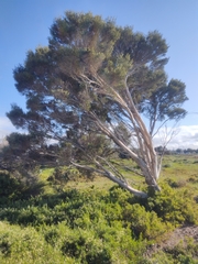 Melaleuca halmaturorum