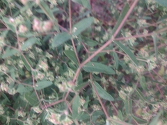 Euphorbia nutans