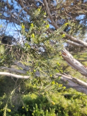 Melaleuca halmaturorum