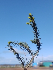 Melaleuca halmaturorum