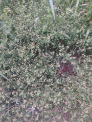 Euphorbia nutans
