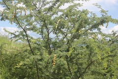 Vachellia schaffneri