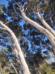 Melaleuca halmaturorum