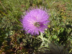 Bombus nevadensis