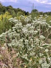 Eupatorium altissimum