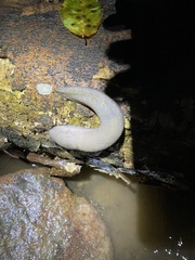 Limax