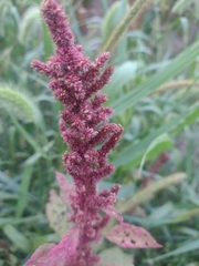 Amaranthus cruentus