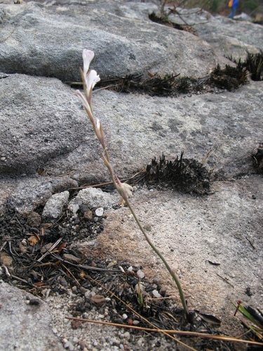 Image of Gladiolus inandensis by (c) Suvarna Parbhoo Mohan, some rights reserved (CC BY-SA)