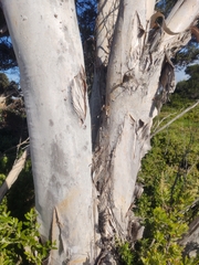 Melaleuca halmaturorum