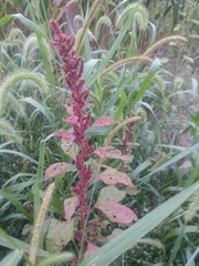Amaranthus cruentus
