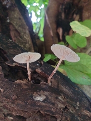 Leucocoprinus brebissonii