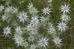 Eryngium heterophyllum