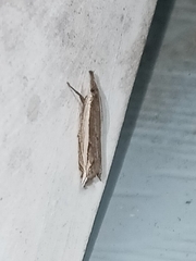 Raphiptera argillaceellus