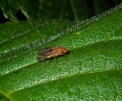 Acalyptratae