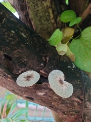 Leucocoprinus brebissonii