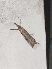 Raphiptera argillaceellus