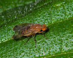 Acalyptratae