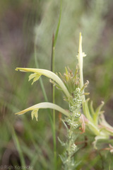 Castilleja mexicana