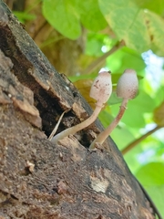 Leucocoprinus brebissonii
