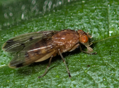 Acalyptratae