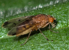 Acalyptratae