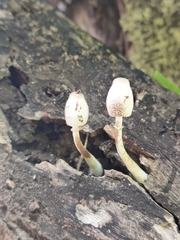 Leucocoprinus brebissonii