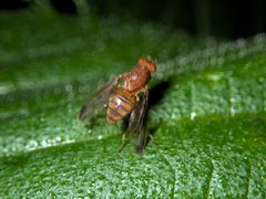 Acalyptratae