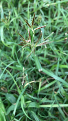 Cyperus rotundus