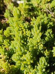 Threlkeldia diffusa