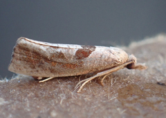 Pelochrista similiana