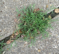 Polypremum procumbens