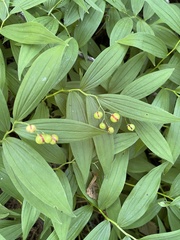 Maianthemum stellatum