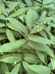 Maianthemum stellatum