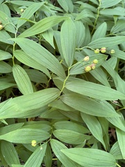 Maianthemum stellatum