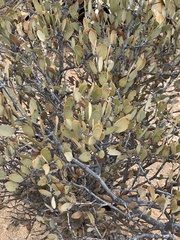 Simmondsia chinensis
