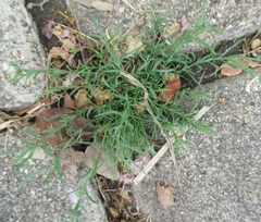 Polypremum procumbens