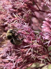 Bombus occidentalis
