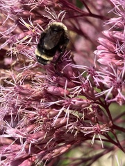 Bombus occidentalis