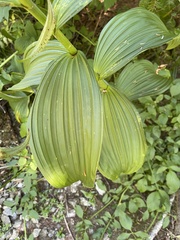 Veratrum viride eschscholtzianum