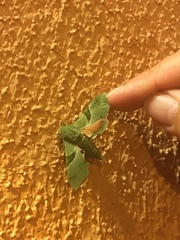 Proserpinus terlooii