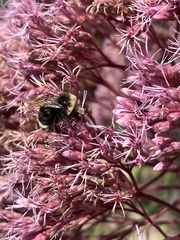Bombus occidentalis