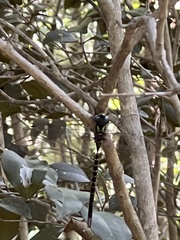 Triacanthagyna trifida