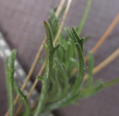 Lobelia tomentosa