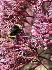 Bombus occidentalis