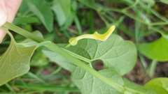 Aristolochia clematitis